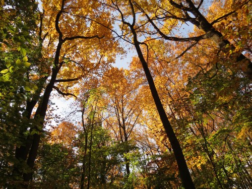 A vibrant forest scene with tall trees showcasing bright orange and yellow autumn leaves against a clear sky.