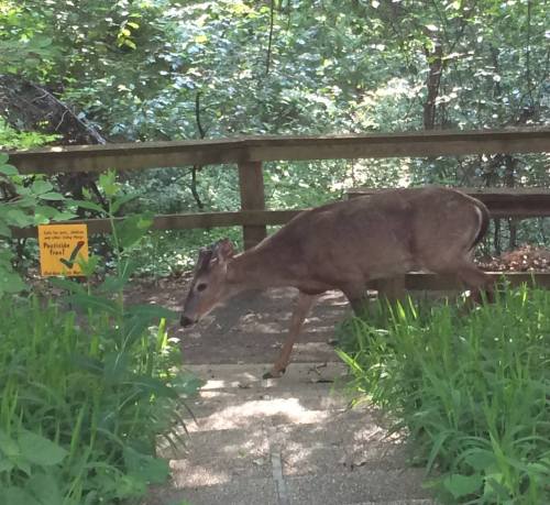 A deer walks along a path surrounded by greenery, with a wooden railing and a sign in the background.