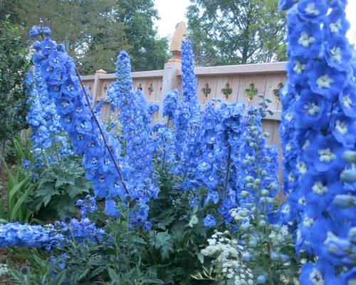 A vibrant display of tall blue delphinium flowers in a garden, with a wooden fence in the background.