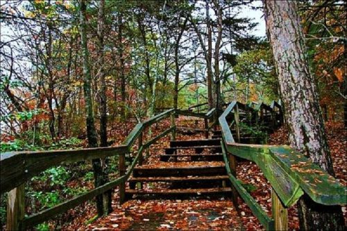 Wooden steps lead up through a forest path, surrounded by trees and autumn leaves.