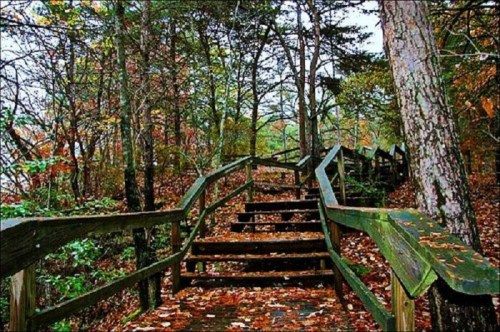 Wooden steps lead through a forest with autumn leaves, surrounded by trees and a tranquil atmosphere.