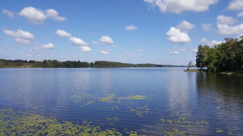 A serene lake under a blue sky with fluffy clouds, surrounded by trees and patches of lily pads on the water.