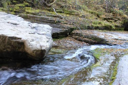 A serene stream flows over smooth rocks, surrounded by lush greenery and autumn leaves.