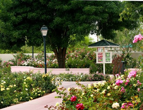A vibrant garden filled with colorful roses, a large tree, and a lamp post, creating a serene outdoor space.