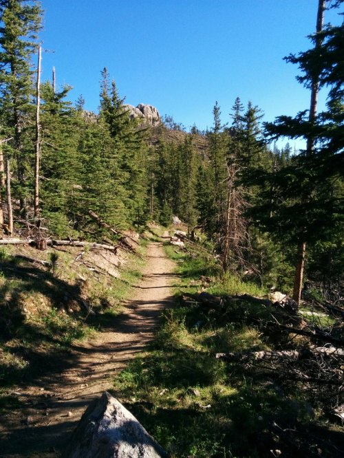 A narrow dirt trail winds through a forest of tall pine trees under a clear blue sky.