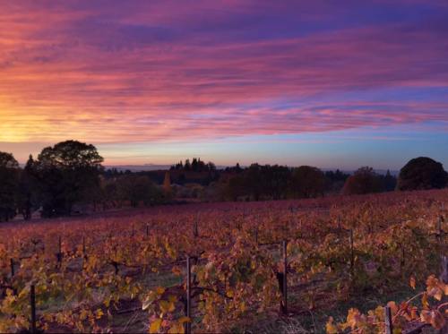 Vineyard at sunset with vibrant purple and orange skies, surrounded by trees and rolling hills.