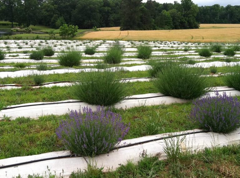 Lavender Days You'll Never Forget