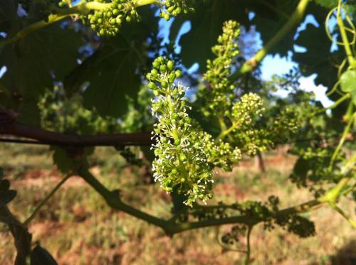 Close-up of grapevine flowers, showcasing clusters of small white blossoms against green leaves in a vineyard.
