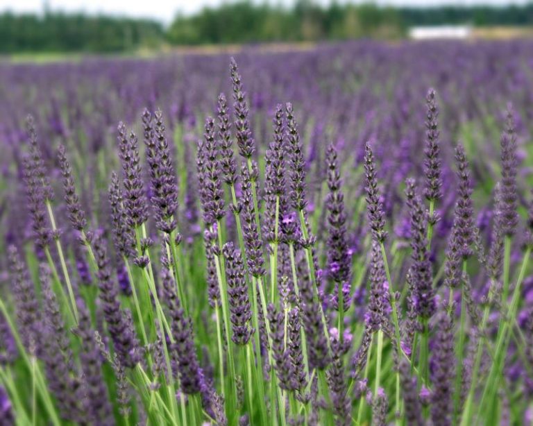 Delight Beyond The Bloom