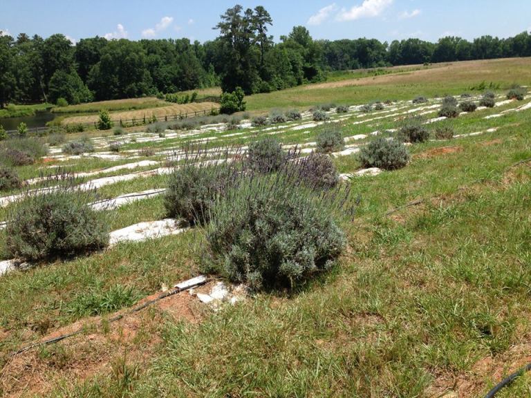 Where Beauty Grows In Purple Rows