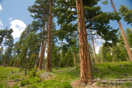 A lush forest with tall trees and green underbrush under a blue sky with scattered clouds.