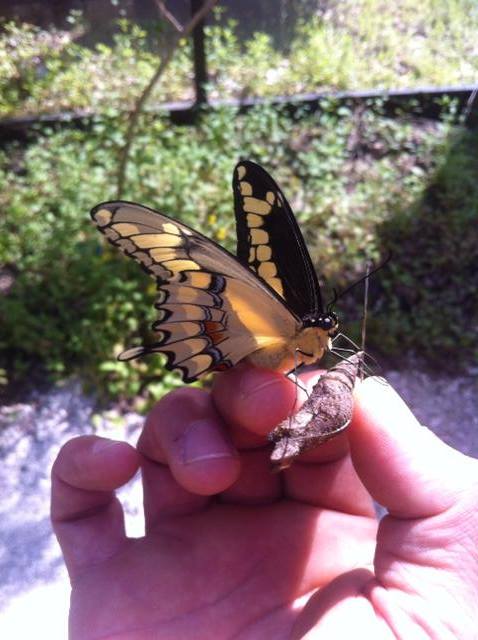 A person’s hand holds a large butterfly with yellow and black wings, perched next to a smaller brown insect.