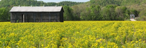 A rustic barn stands in a vibrant yellow flower field, with green hills and a bridge in the background.