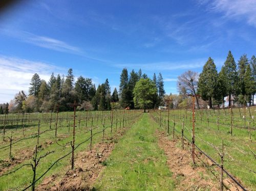 A vineyard stretches into the distance, flanked by trees under a clear blue sky. Green grass covers the ground.