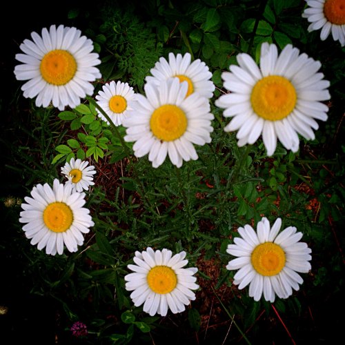 A cluster of white daisies with yellow centers blooming amidst green foliage.