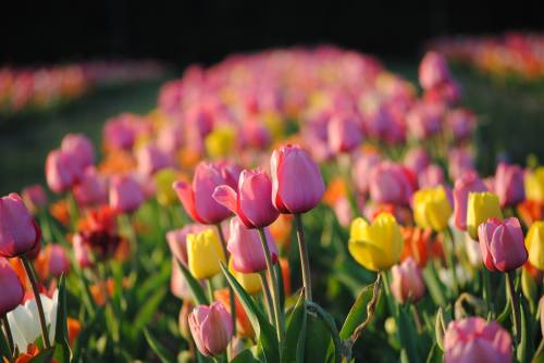 A vibrant field of pink and yellow tulips in full bloom, creating a colorful and picturesque landscape.