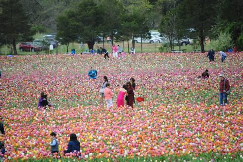 A vibrant field of blooming tulips with people exploring and enjoying the colorful flowers on a sunny day.