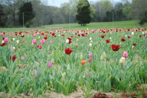 A vibrant field of tulips in various colors, surrounded by green grass and trees in the background.