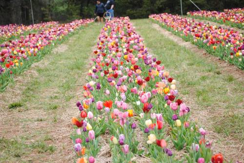 A vibrant field of colorful tulips in rows, with people walking in the background among the flowers.