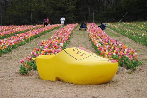 A large yellow wooden shoe sculpture in a field of colorful tulips with people enjoying the scenery in the background.
