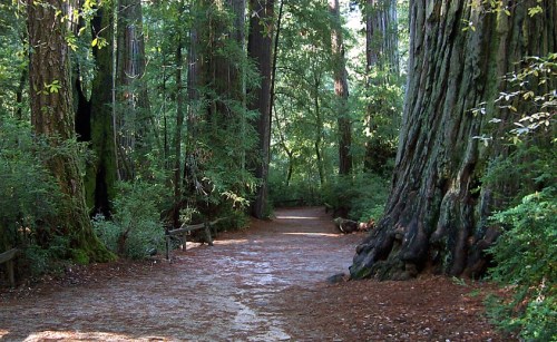 A serene forest path surrounded by tall redwood trees and lush greenery. Sunlight filters through the leaves.