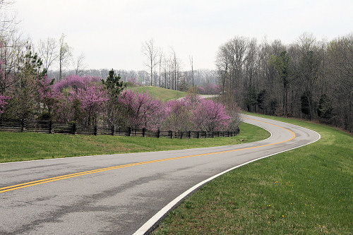 A winding road surrounded by trees and blooming pink flowers on a cloudy day.