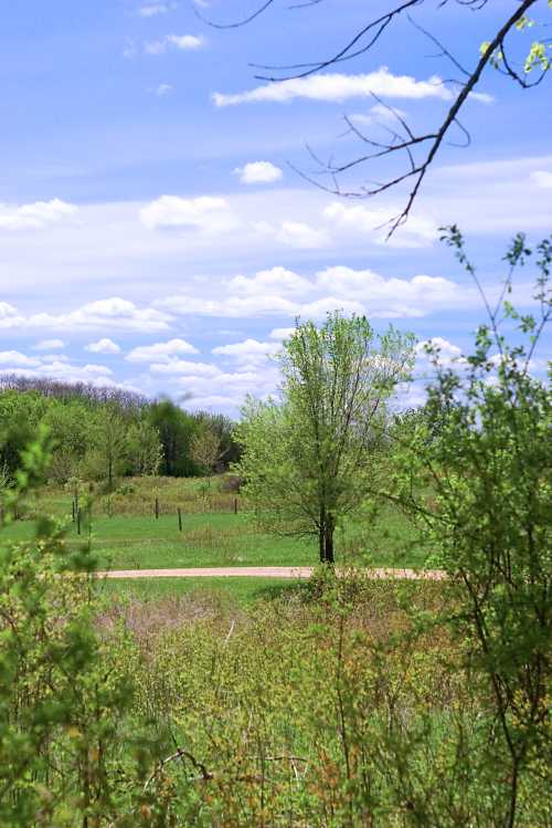 A lush green landscape with a single tree, blue sky, and fluffy clouds, framed by shrubs and a winding path.