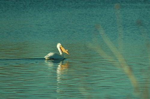 A white pelican glides across a calm, blue lake, reflecting the serene surroundings.