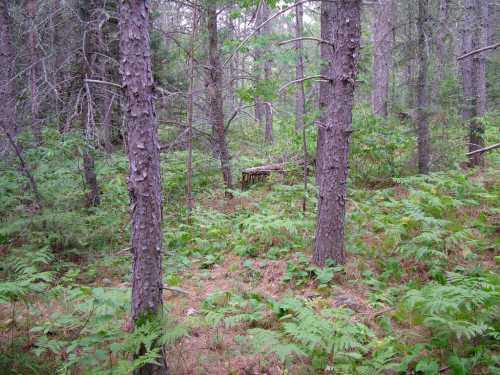 A dense forest scene with tall pine trees and lush green ferns covering the ground.