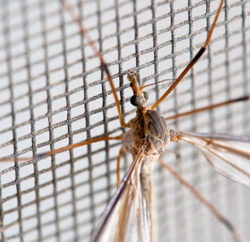 Close-up of a mosquito resting on a mesh screen, showcasing its delicate wings and intricate body details.