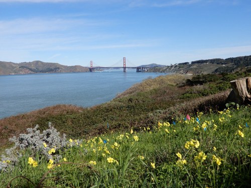 A scenic view of the Golden Gate Bridge across the bay, with wildflowers in the foreground and hills in the background.