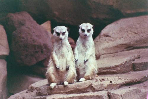 Two meerkats stand upright on a rocky surface, looking curiously at their surroundings.