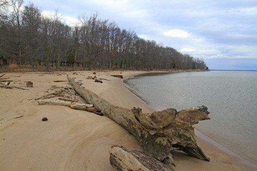 A sandy beach with a large driftwood log, surrounded by bare trees and calm water under a cloudy sky.