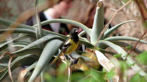 A small yellow and black bird perched among green plants, with blurred figures in the background.