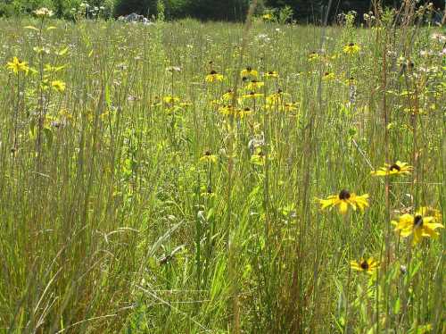 A vibrant field filled with tall grass and bright yellow flowers under a clear blue sky.