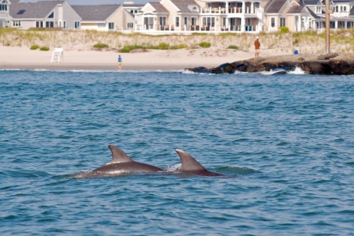 Two dolphins swim in the ocean near a beach with houses in the background and people enjoying the shore.