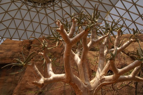 A unique tree with thick, twisting branches and green leaves, set against a geometric glass dome ceiling.