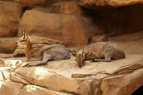 Two goats resting on a rocky surface, one lying down and the other sitting up, in a natural setting.