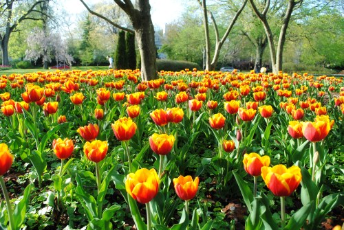 Sherwood Gardens
