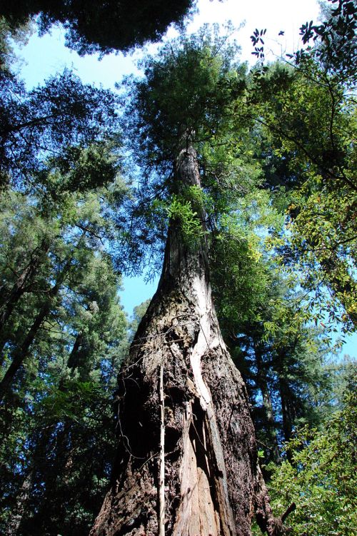 A towering tree reaches towards the sky, surrounded by lush green foliage and a bright blue backdrop.