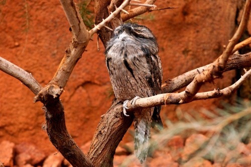 A camouflaged owl perched on a branch, blending into its surroundings of brown and orange hues.