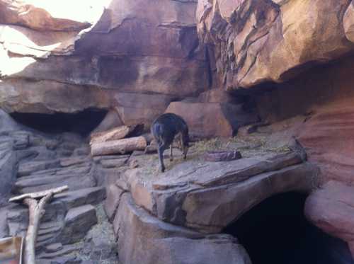 A small animal stands on rocky terrain inside a cave-like structure, surrounded by natural stone formations.