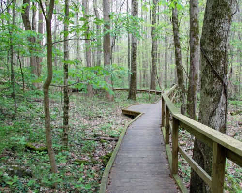 A wooden boardwalk winds through a lush green forest, surrounded by trees and foliage.