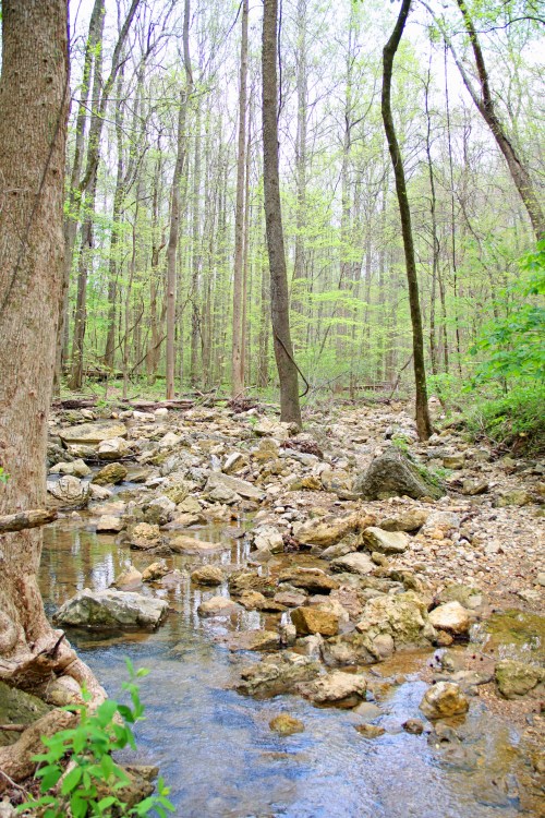 A serene forest scene featuring a rocky stream surrounded by lush green trees and foliage.