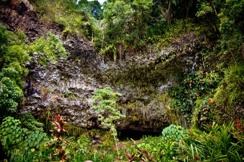 Lush green vegetation surrounds a rocky cave entrance, with vibrant plants in the foreground and a dramatic cliff backdrop.