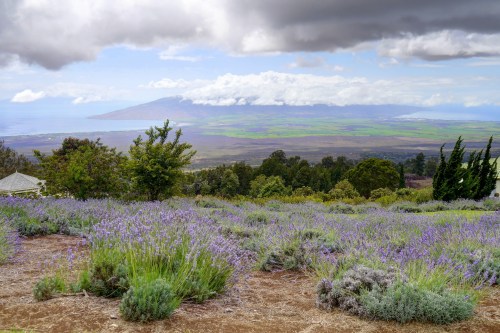 A scenic view of lavender fields with a distant island and cloudy sky in the background.