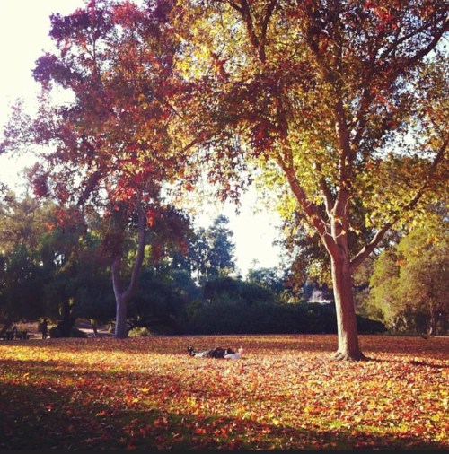 A serene park scene with vibrant autumn trees and a carpet of fallen leaves on the ground.
