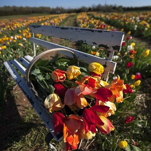 A rustic bench in a tulip field, with a basket of vibrant red, yellow, and orange tulips resting on it.
