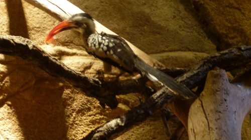 A hornbill perched on a branch, showcasing its distinctive long beak and spotted feathers against a textured background.