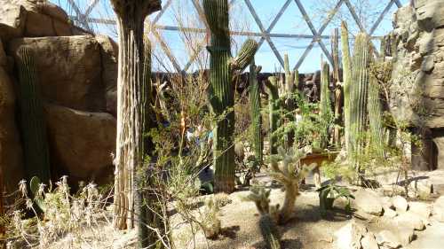 A desert garden featuring various cacti and succulents, surrounded by rocky formations and a geodesic dome structure.